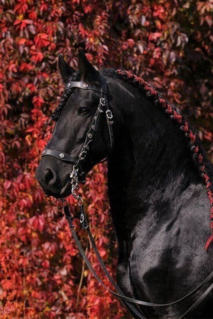 Horses_111's tweet photo. اجتمع جمال #اللون_الاحمر مع جمال الخيل🐎 https://t.co/gc5L7yNOa5
