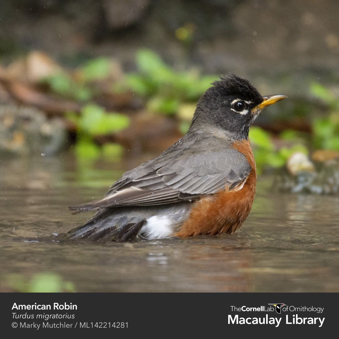 CornellBirds's tweet photo. For the next two weeks, we'll be sharing some #BathingBirds, like the American Robin, that take to the water to beat the heat! Have you seen any birds in your backyard birdbaths recently? (Learn more about backyard birdbath maintenance here: https://t.co/UzLqnGGluH) https://t.co/FIApW8sJsn