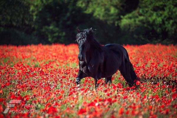 Horses_111's tweet photo. اجتمع جمال #اللون_الاحمر مع جمال الخيل🐎 https://t.co/gc5L7yNOa5