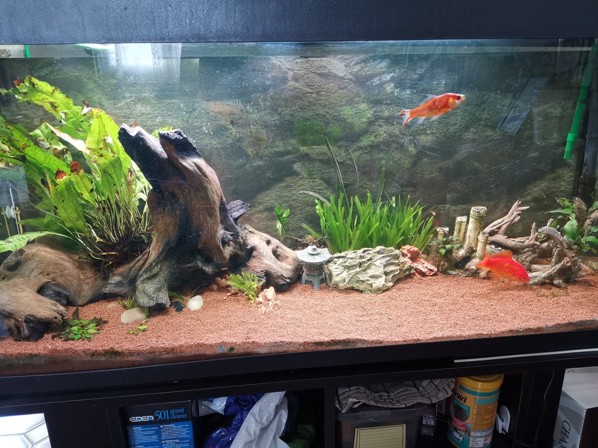 Regalia300's tweet photo. #pettrain

My "little" monsters 💖😻🐠

I tag @AmleeArdent, @AtelierAngelMJ 😺 and @EdoLeCabillaud (I heard you have fish tanks? 👀 (can I see them? 🙏)) https://t.co/zlJvhf7yUl