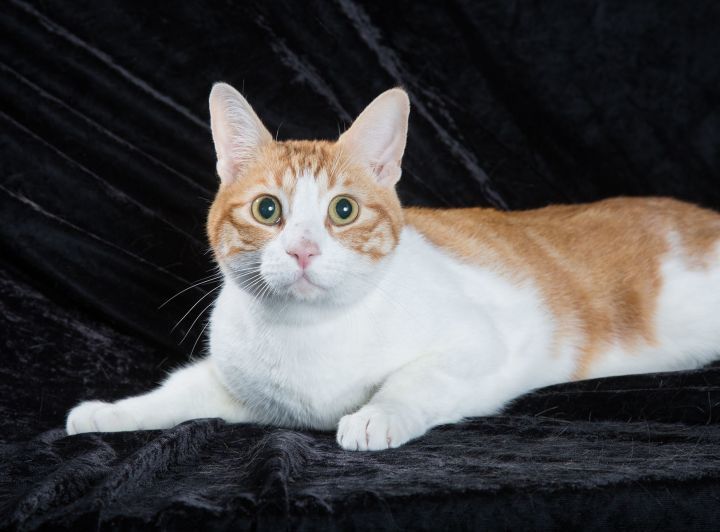 This time of year peaches are in season. Wouldn't you know it, we've got a bundle of peaches &amp; cream here at WCAC! Meet Oscar! He just arrived &amp; is is adapting to his world being turned upside down. Oscar would like a quieter home where he can blossom &amp; show his true personality.