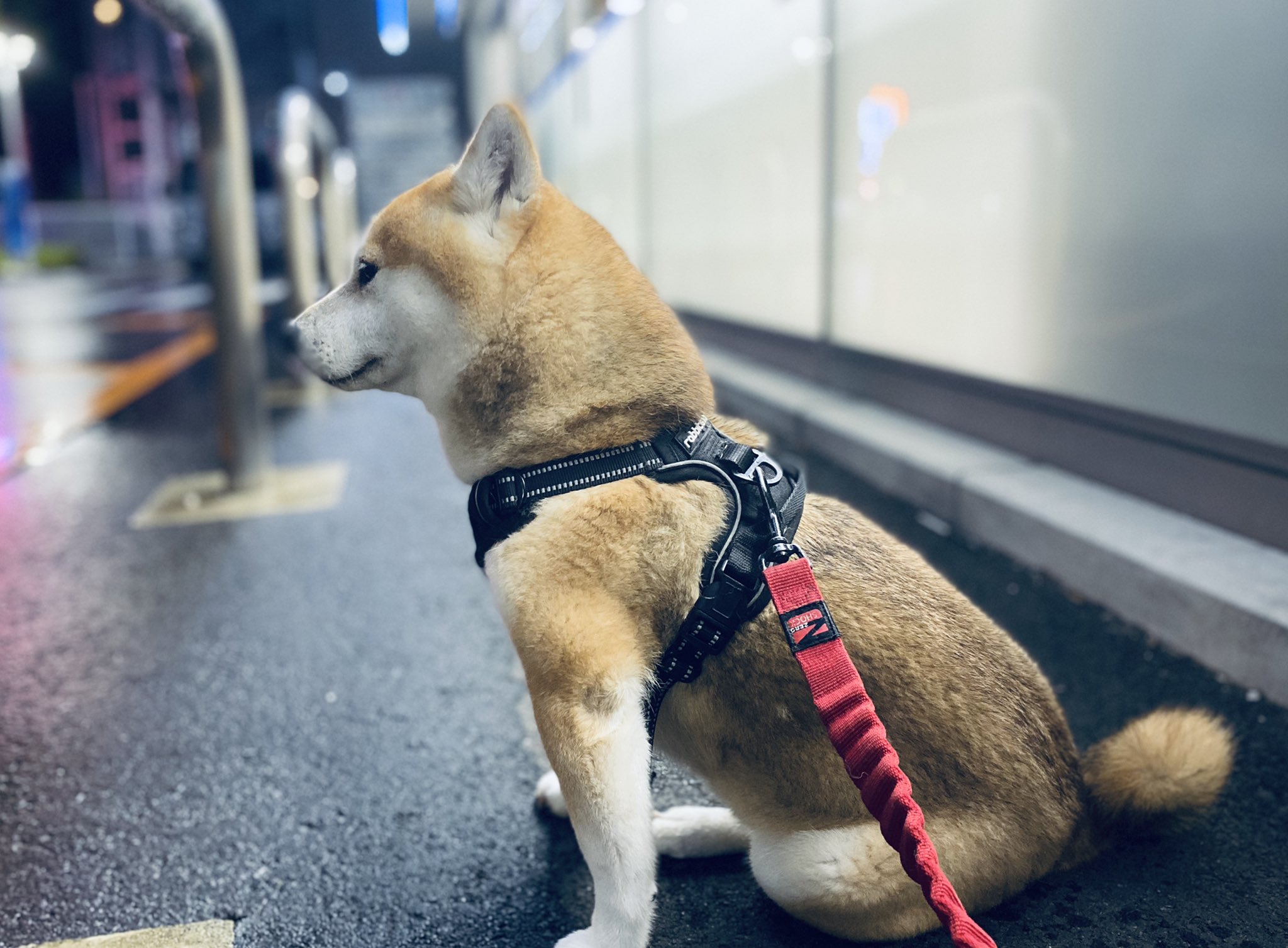 飼い主の気持ちを汲み取ってくれてるようなわんちゃん 横顔がかっこいい 話題の画像プラス 飼い主の気持ちを汲み取ってくれてるようなわんちゃん 横顔がかっこいい 話題の画像プラス