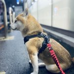 飼い主の気持ちを汲み取ってくれてるようなわんちゃん、横顔がかっこいい!
