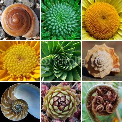  #Can you see the  #Two  #Spins of  #Nature? Two vibrations  #in  #harmony, in  #golden  #ratio, therefore manifesting the fibonacci numbersTwo spins  #equilibrating each other, playing in  #harmony  #symphony  #Vibration #Interferrernce #Geometry
