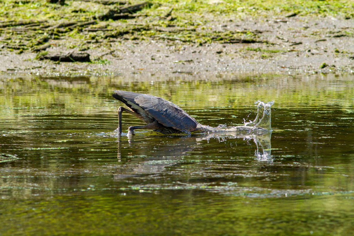 Birds Canada - BC Region tweet media