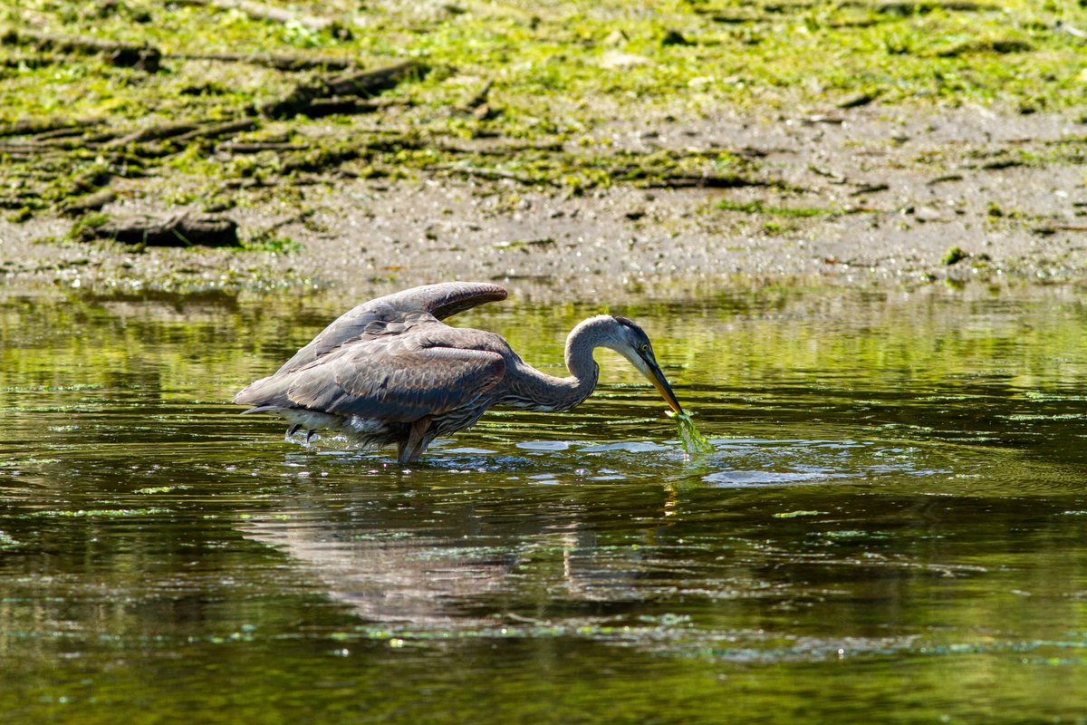 Juvenile Great Blue Herons were busy feeding on young #salmon fry near the mouth of the Little Cambell River this weekend. This one got some salad with its Sunday fish dinner! <a href="/BirdsCanada/">Birds Canada</a> <a href="/birdsonthebay/">Friends of Semiahmoo Bay Society</a> <a href="/arochacanada/">A Rocha Canada</a> <a href="/SemiahmooFN/">Semiahmoo First Nation</a>