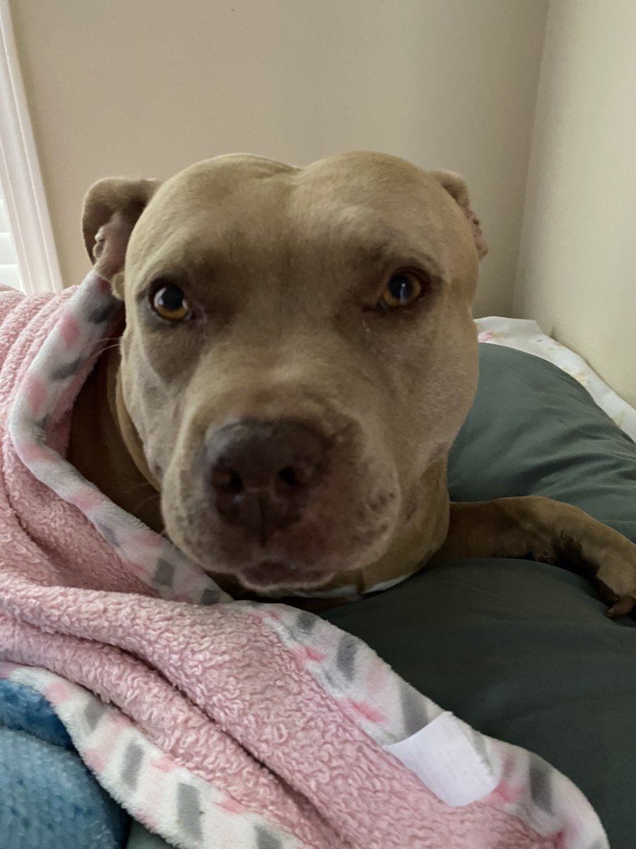 Iluvinspireu's tweet photo. ❤️Molly❤️ sat up for a brief moment. #FrogEncounter #RunItsCourse 🐸
14 hours ago still not herself! Thank God it was not Poisonous frog! Feel better my baby🐾🐾🍀 https://t.co/AOcWcknPEh