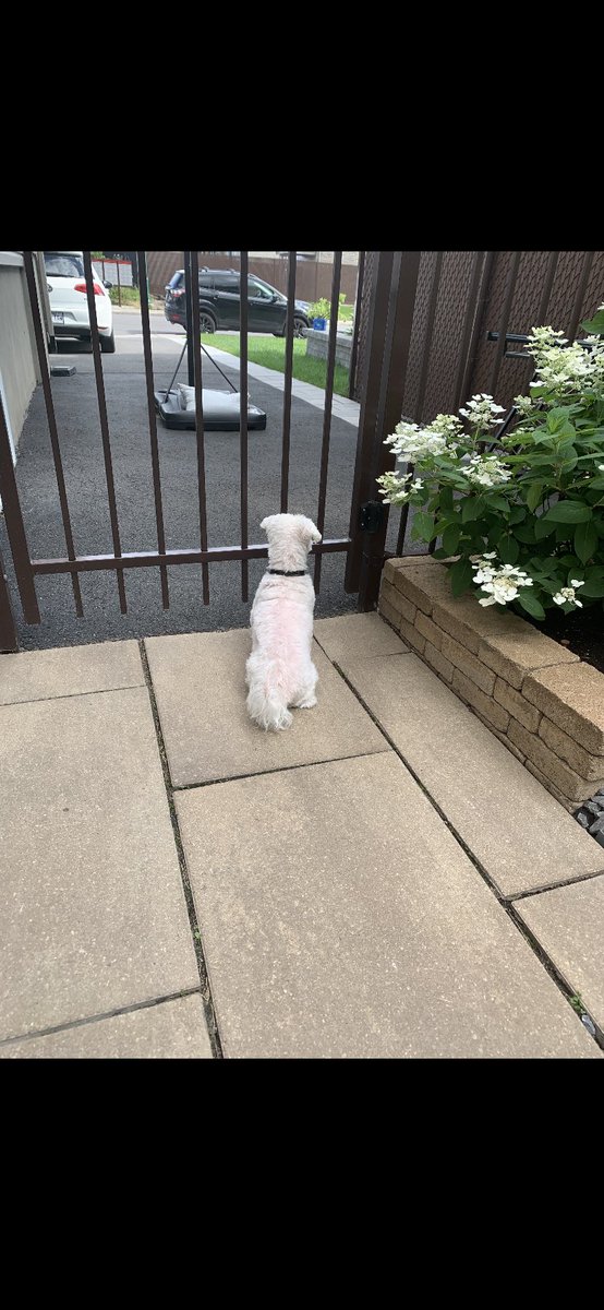 nickmadimenos's tweet photo. Me: *leaves for a couple hours*
My dog: damn he really gone forever huh https://t.co/n31w4Jmomq