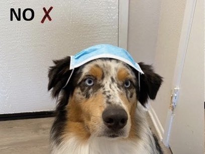 aussiesdointhgs's tweet photo. Pawper mask etiquette😷
📸 IG itscoopertheaussie https://t.co/681i1isK6g