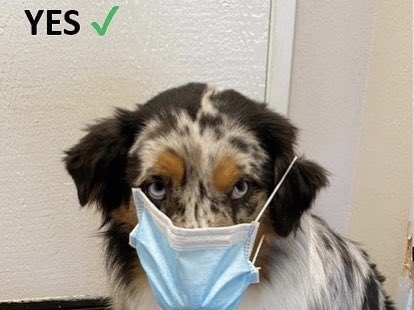 Pawper mask etiquette😷
📸 IG itscoopertheaussie