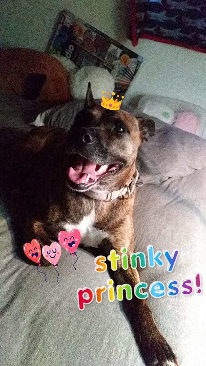 c8aloo's tweet photo. #pettrain

choo choo!! choo choo!!
🚂🐠🐊🐕

i tag @Tris10_outta_10  and @Lyle_the_kid (pwease post a photo of bertl too...💔) https://t.co/ExCd78ymFK