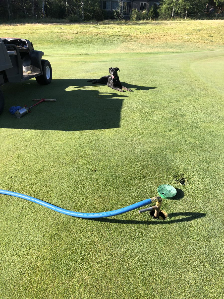 Morning jobs don’t get much better with the pup right next to you! #dogsofturf