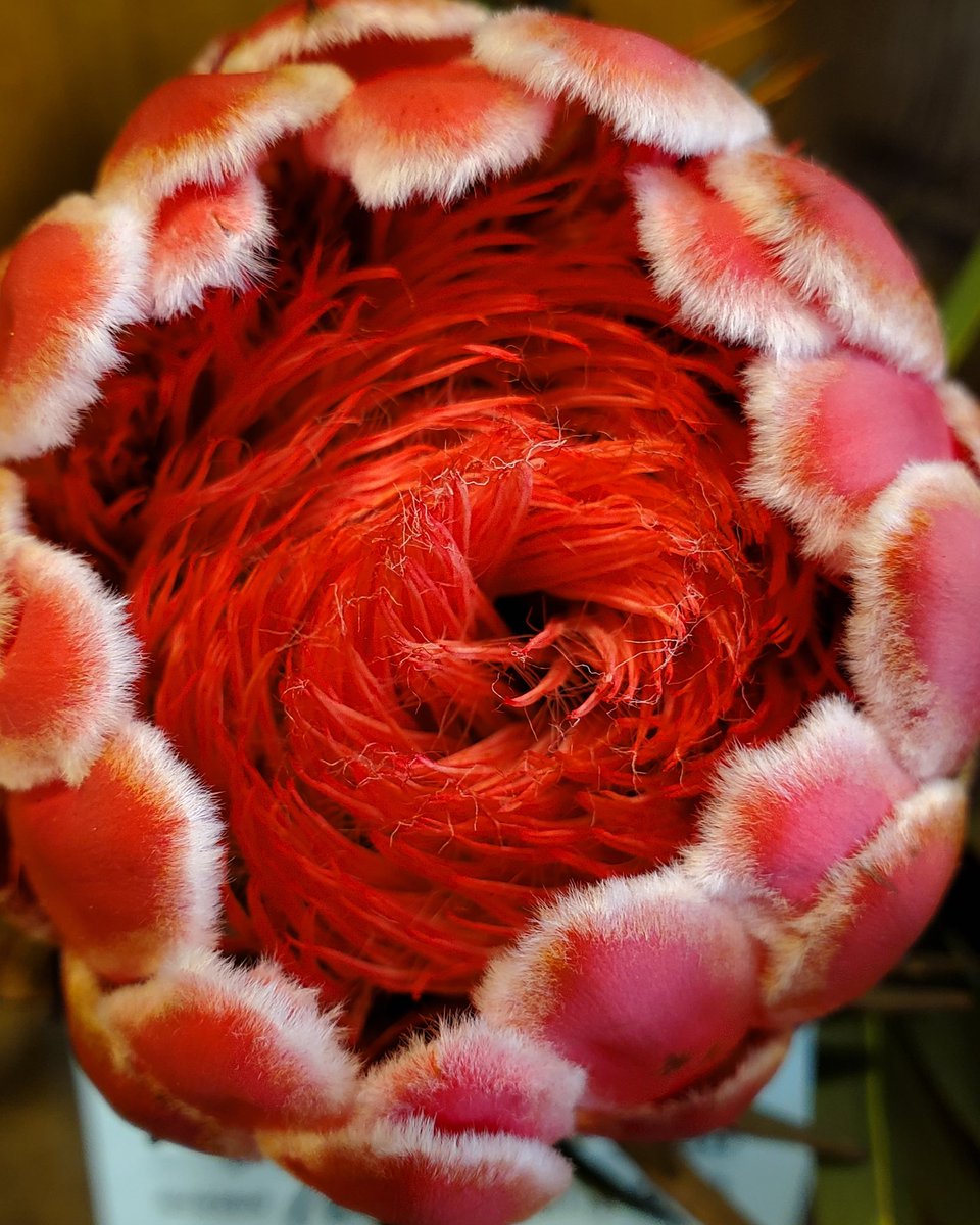 花里 على تويتر つむじ 押したくなる ダメですよ プロテア クイーンプロテア ワイルドフラワー １本で活けても素敵 インパクト大 花を飾ろう 花を愛でよう 花のある暮らし 花里 逗子銀座通り Loveflowers