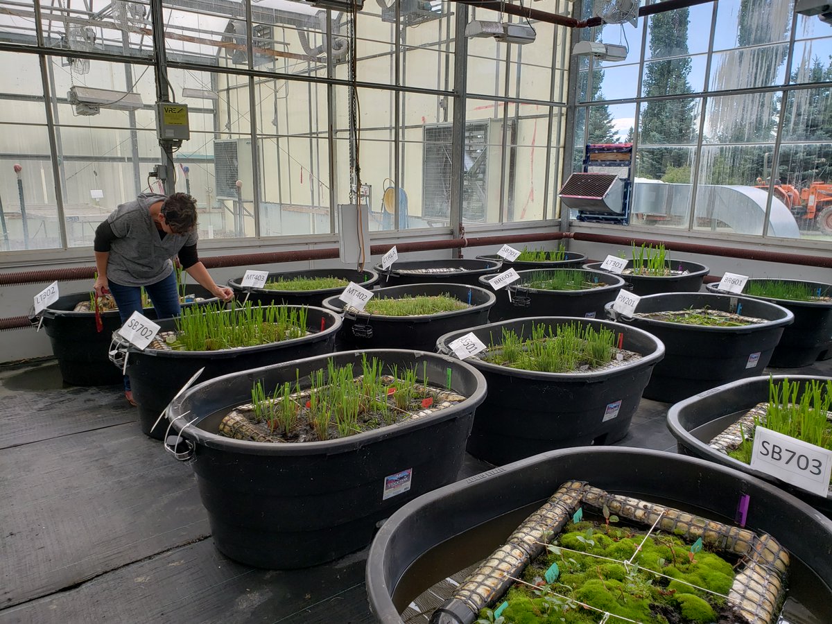 Joy Agnew (@joyagnew3) on Twitter photo Thanks to a determined and resourceful team <a href="/OldsCollege/">Olds College of Agriculture & Technology</a>, the controlled portion of the feedlot runoff phytoremediation study is underway in greenhouse 10! Grateful for project funding from <a href="/arefabca/">Alberta Real Estate Foundation</a> and on-going wetland research support from Highfield Investment Group. <a href="/EJ3NKS/">Evan Jenkins</a> Thanks to a determined and resourceful team <a href="/OldsCollege/">Olds College of Agriculture & Technology</a>, the controlled portion of the feedlot runoff phytoremediation study is underway in greenhouse 10! Grateful for project funding from <a href="/arefabca/">Alberta Real Estate Foundation</a> and on-going wetland research support from Highfield Investment Group. <a href="/EJ3NKS/">Evan Jenkins</a>