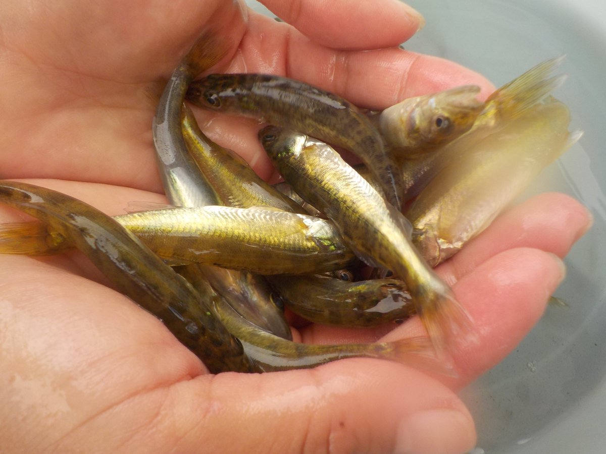 gretchen_H20's tweet image. I am hiring! Looking for a #postdoc to lead our analysis of drivers of walleye recruitment across the #GreatLakes and inland lakes. Two year project, start date between Sept and Jan. Please share widely and hit me up with questions!  gretchenhansen.squarespace.com/interested-in-…