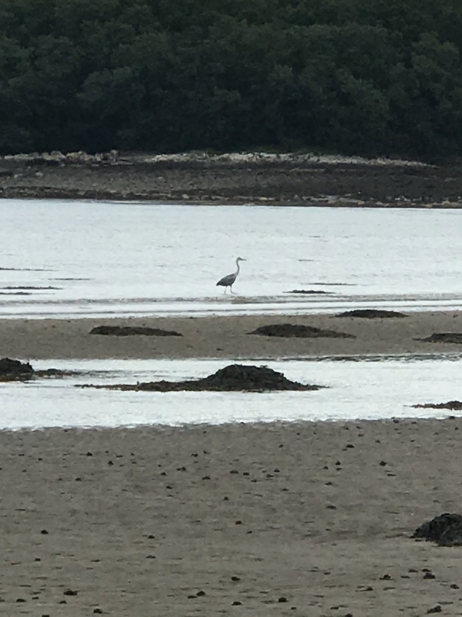 cathyjamieson's tweet photo. Beach and woodland walks today at #garlieston still managed to fit in some work for @CVResidential @CVFostering @thewhynottrust @KilmarnockFC @KillieTrust and an interview for @WestFMNews #walkdownthelockdown #busydayoff https://t.co/Vr5phH3LA1