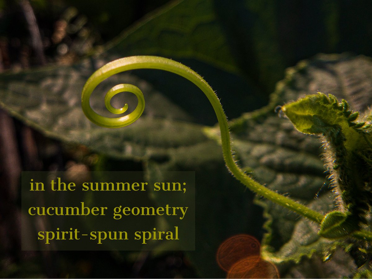 dckahoe's tweet photo. ⚪️
⚪️
in the #summer sun;
#cucumber geometry
#spirit-spun #spiral
⚪️
⚪️
#momentwide #shotonmoment #haiga #AdobeSpark #iphoneography #mobiography #IfoundthisthinginterestingandIthinkyoushouldlooktoo #MidwestMagic #hereisgood #WarrensburgMO #iphone8plus https://t.co/EgzbDMDuPX