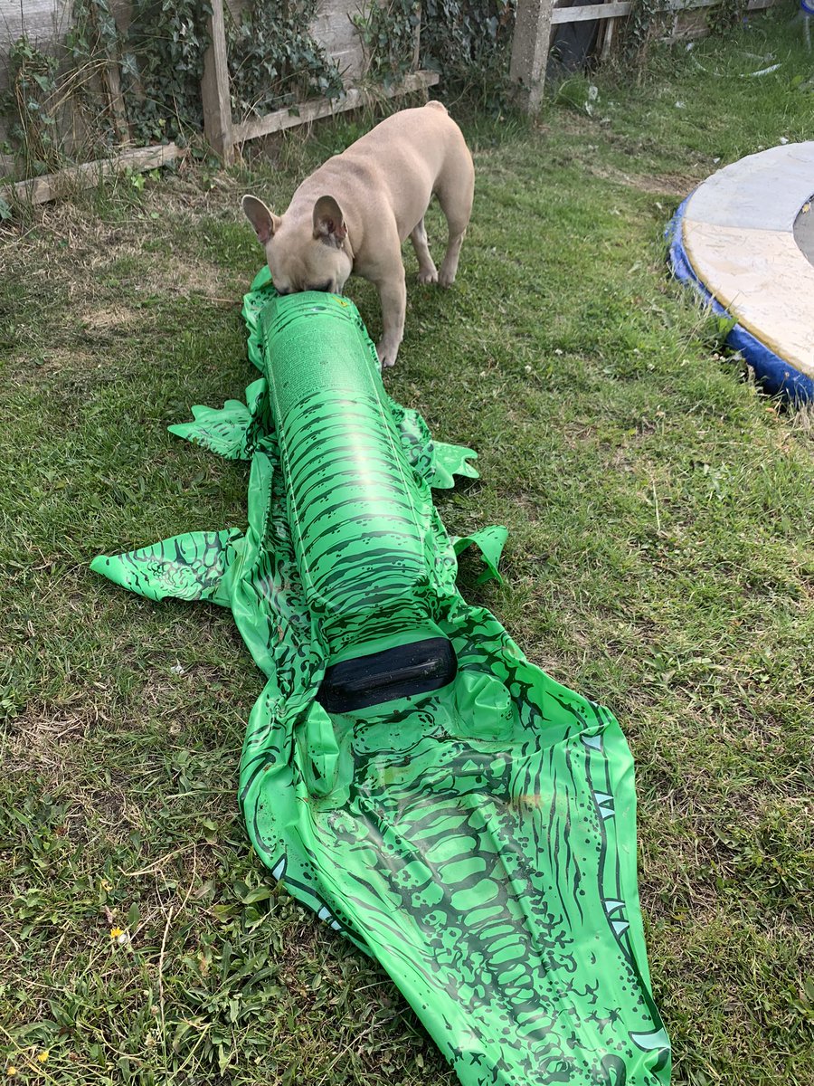 coco_th's tweet photo. Been a random day 😉 I crossed paths with a crocodile 🐊 and a lion 🦁 #RandomMondays #frenchiefun #frenchbulldogs https://t.co/YIKDYcASXs