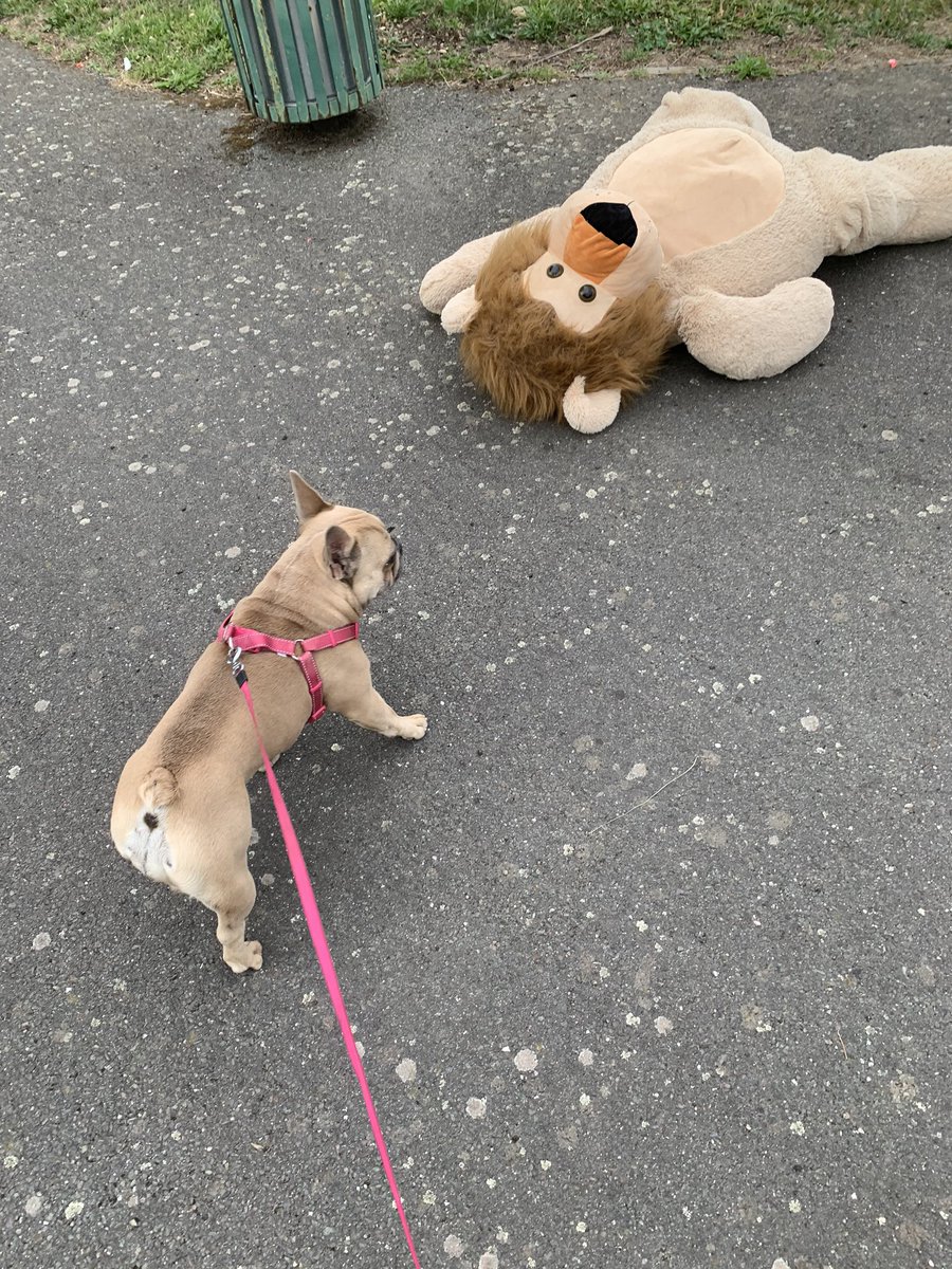coco_th's tweet photo. Been a random day 😉 I crossed paths with a crocodile 🐊 and a lion 🦁 #RandomMondays #frenchiefun #frenchbulldogs https://t.co/YIKDYcASXs