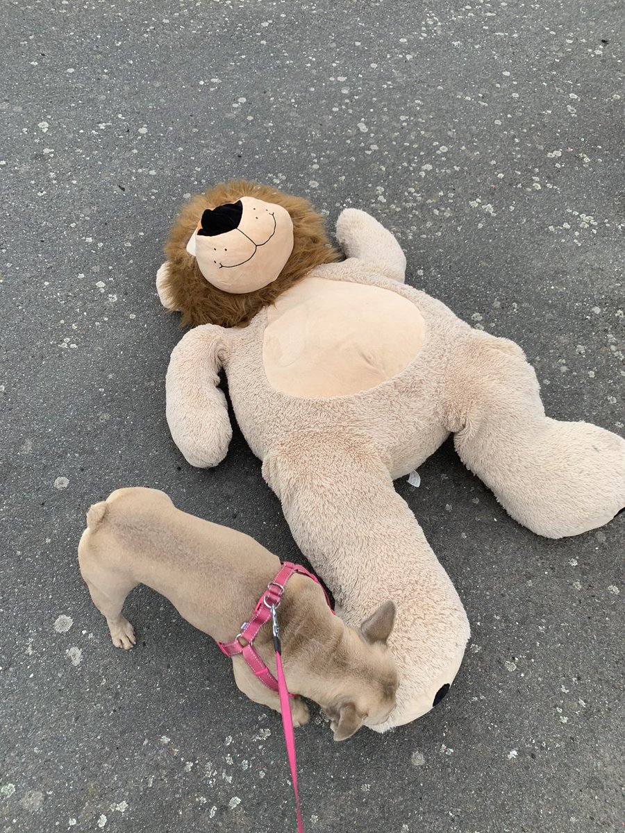 coco_th's tweet photo. Been a random day 😉 I crossed paths with a crocodile 🐊 and a lion 🦁 #RandomMondays #frenchiefun #frenchbulldogs https://t.co/YIKDYcASXs