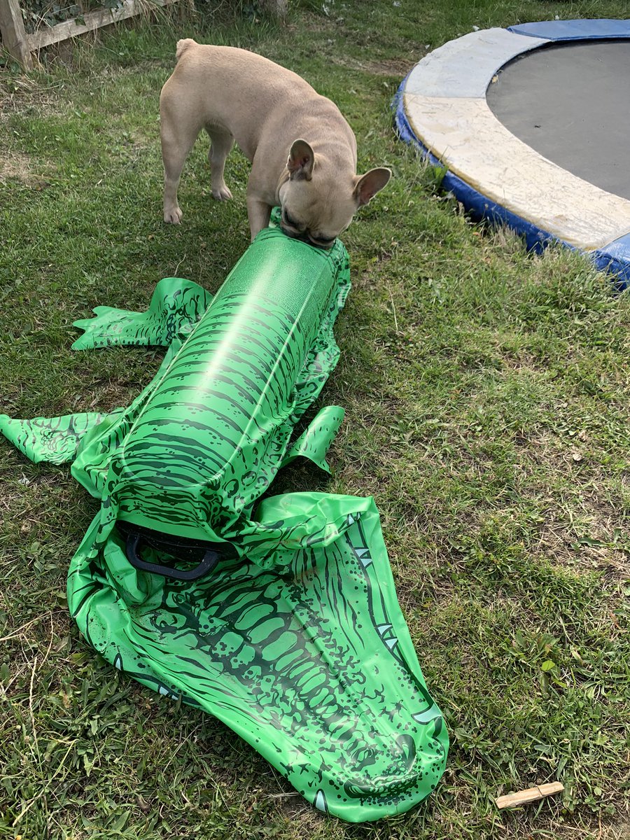 coco_th's tweet photo. Been a random day 😉 I crossed paths with a crocodile 🐊 and a lion 🦁 #RandomMondays #frenchiefun #frenchbulldogs https://t.co/YIKDYcASXs