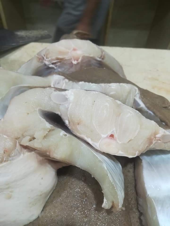 An ordinary scene you see in some fishmarket in #Libya,a seller inviting citizens via social media to buy #angelshark meat ,saying that 'his meat is one of the best meat compared to the rest of cartilaginous fishes'! @angelshark2014 @SharkTrustUK @saveourseas @IseaOrg @IUCNShark