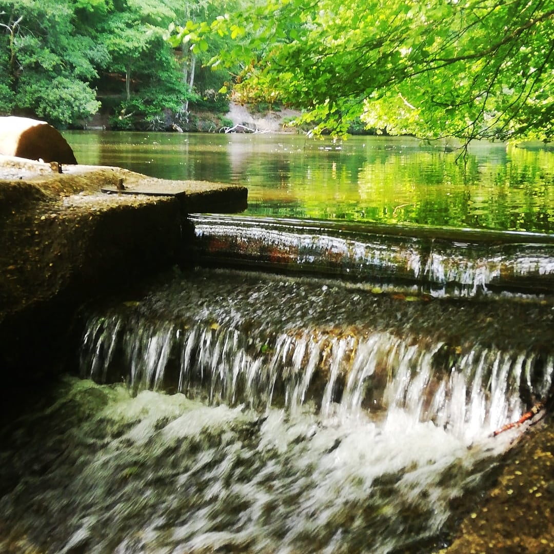 LatoriumTeo's tweet photo. Being in nature can support a ruminating mind to slow down..took yesterday exploring Surrey #natureconnection #wellbeing #mentalhealth #ecopsychology https://t.co/W02EGAkFzD