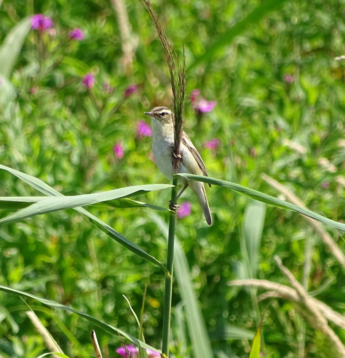 Is dit een waterrietzanger? <a href="/waarneming/">Waarneming.nl</a> #natuur #vogels