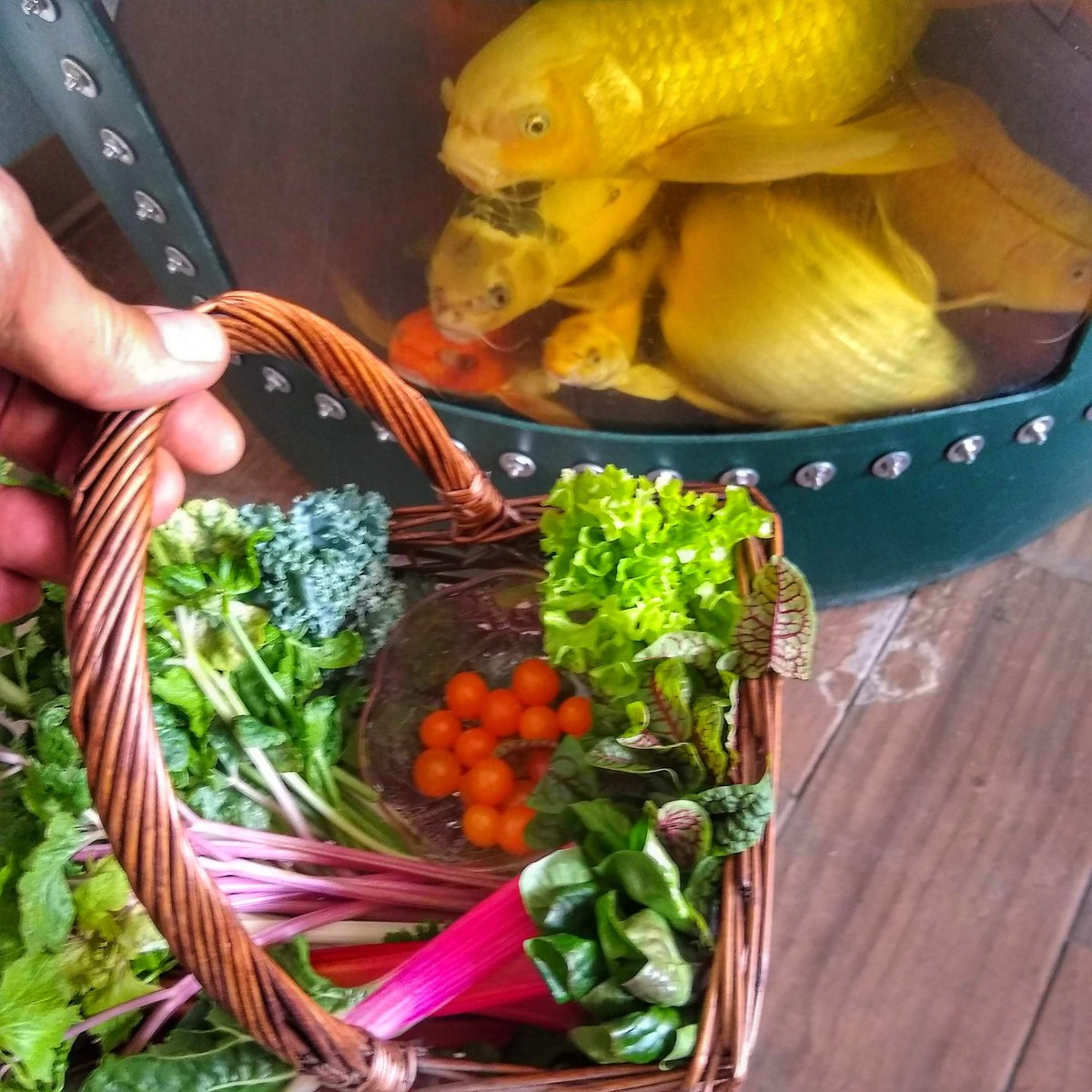 aquapon's tweet photo. Another great salad from our #aquaponics system. Even the #koi are interested. #microtomato #sorrel #kale #pinkcelery #swisschard #lunch https://t.co/EPk1DTyorM