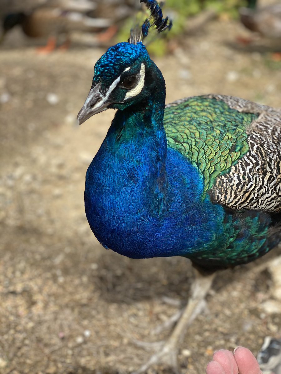What a beauty you are Percy #myfavouritebird #percypeacock <a href="/CP_UK_Elveden/">CP_UK_elveden</a>