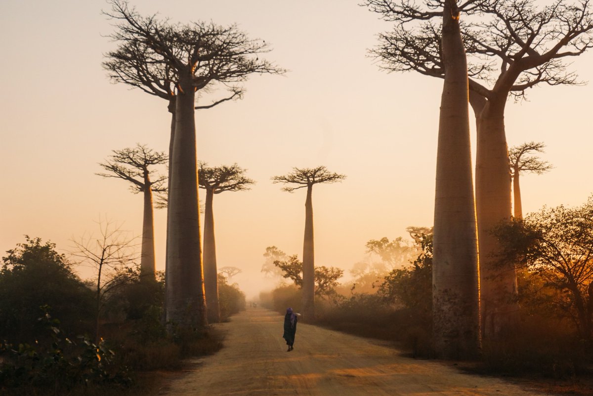 A gallery of distinctive bob trees rises from the morning mist. Morondava, Madagascar. Photo credit: Yasmine Arfaoui