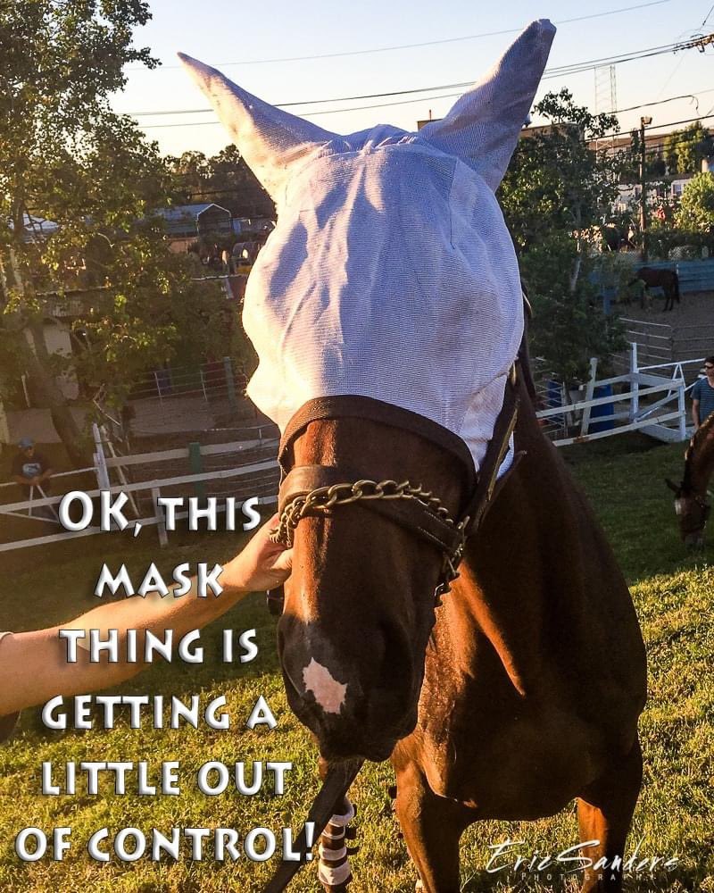 ericsandersnola's tweet photo. Alright, a little different purpose than what most of you humans have been wearing! 
A fly mask is used to help protect horses from pesky flies and other insects. 
#alwaysneworleans  #nolalife #nolaliving #visitjeffersonparish #maskup #maskon #flymask #onlyinlouisiana #metairie https://t.co/gc1nsLjej6