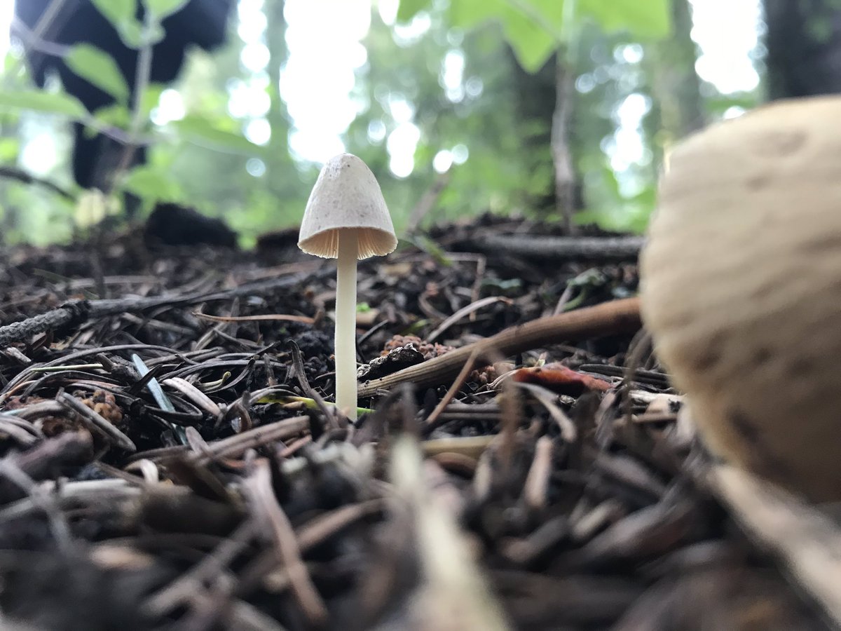 erreopeo's tweet photo. @Fungi_Cosas hongos de la delegación magdalena contreras, nos ayudas a identificarlos? https://t.co/vlRukk0Tkp