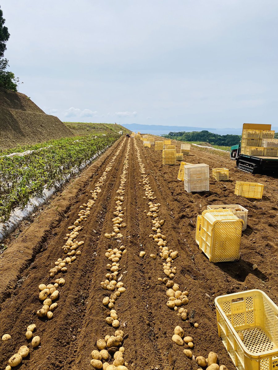 Crazy_Hopper's tweet photo. @chocoUSstocks ちょっと違うけど、自分は転職して新しい仕事にチャレンジするかどうか悩んでた時に相談したジャガイモ農家の方に（春と秋に掘るのを手伝ってる）「挑戦せんね、ダメやったらオレが雇ってやるけん。」と背中を押してもらいました。こんな景色の中で掘るのでコッチでも良かったですけどw https://t.co/vbQYODGBIr
