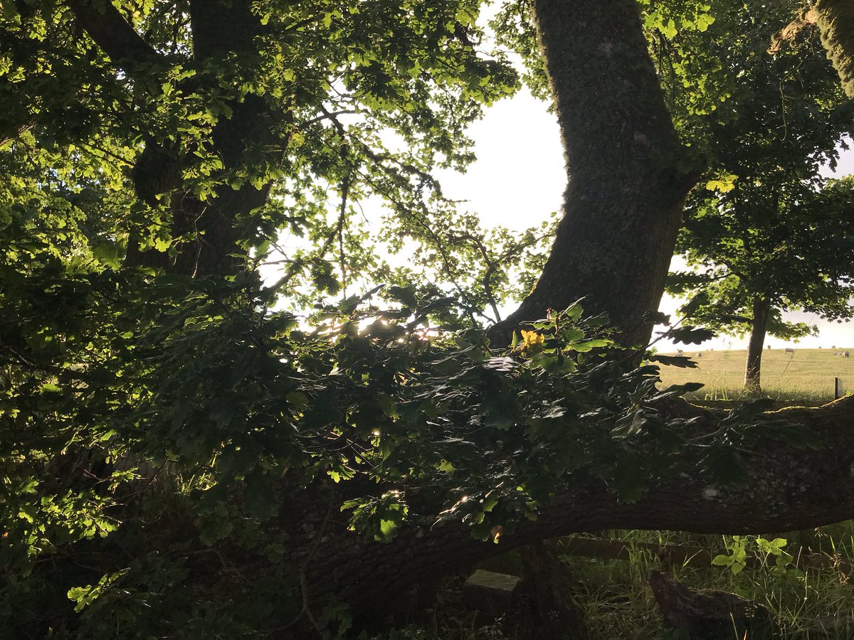 TessPil's tweet photo. And finally we’re back in our happy place, where I’ve managed to successfully social distance from the real world, for more than fifteen years...😊#fforestfields #andbreathe https://t.co/8ZHVBogLmV