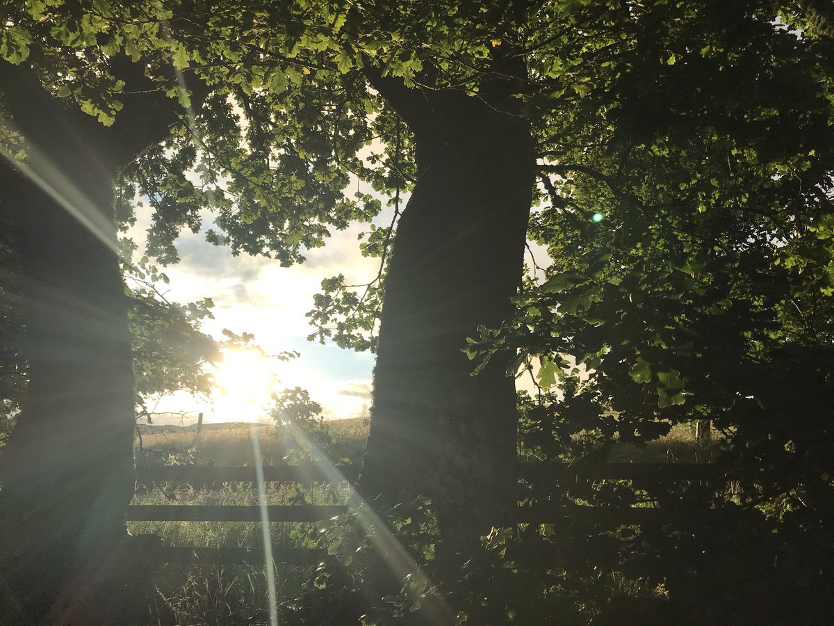 TessPil's tweet photo. And finally we’re back in our happy place, where I’ve managed to successfully social distance from the real world, for more than fifteen years...😊#fforestfields #andbreathe https://t.co/8ZHVBogLmV