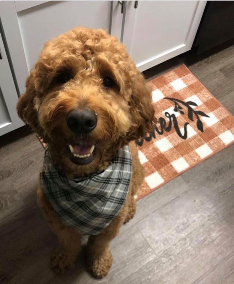 stoneridgesquar's tweet photo. This is Chief. He loves cuddles, swimming, chasing sticks in the field, &amp; playing with new pups at the dog park. https://t.co/P33SuPKS4h