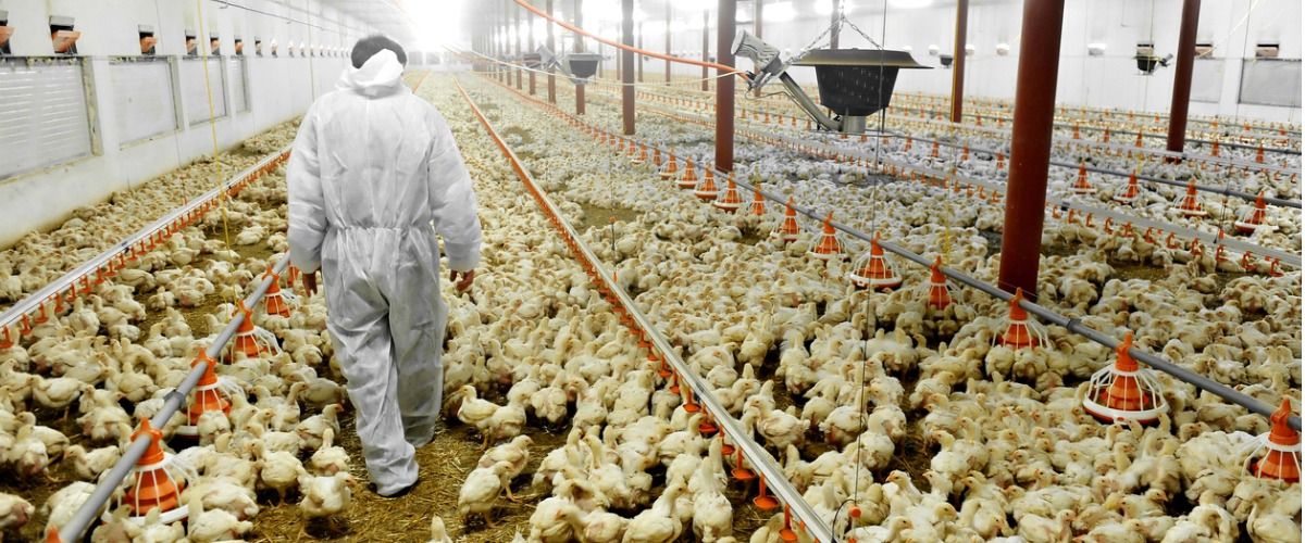 Some 525,000 meat and poultry industry employees showed up for shift after shift so American consumers never came up short of meat.

The result? COVID-19 was confirmed in 16,233 workers, including 86 COVID-19–related deaths. 

Via <a href="/foodsafetynews/">Food Safety News</a> buff.ly/3gUX5o3
