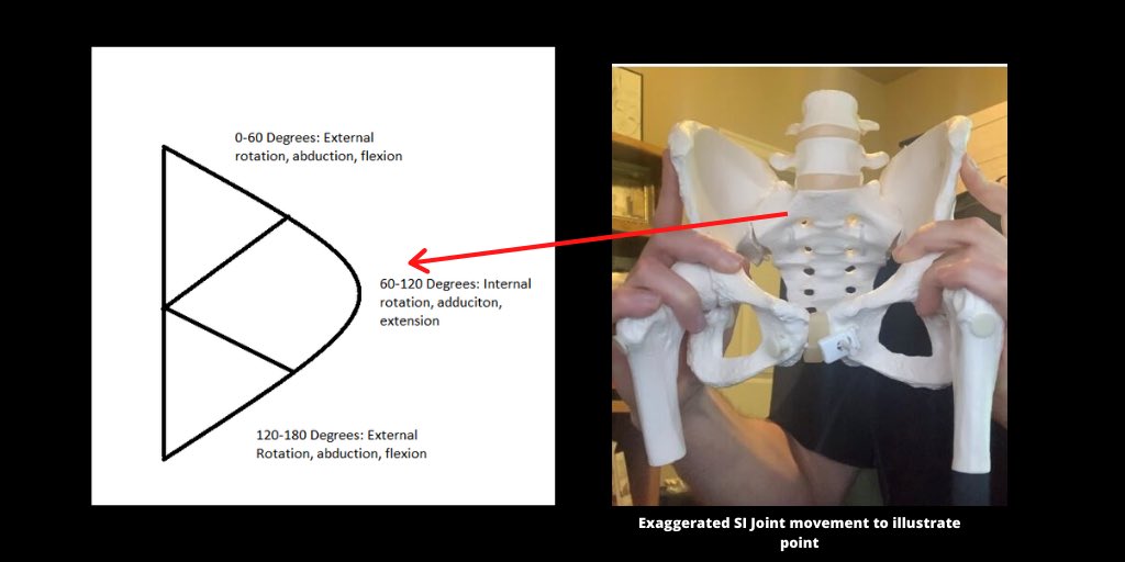 plantar flexion.PHASE 2: Past 60 degrees of hip flexion, we begin to approach internal rotation, adduction, & extension within our pelvis & femurs. The sacrum is more mutated.Internal rotators have  leverage to work at 90 degrees of hip flexion, or parallel (Neumann, 2010).