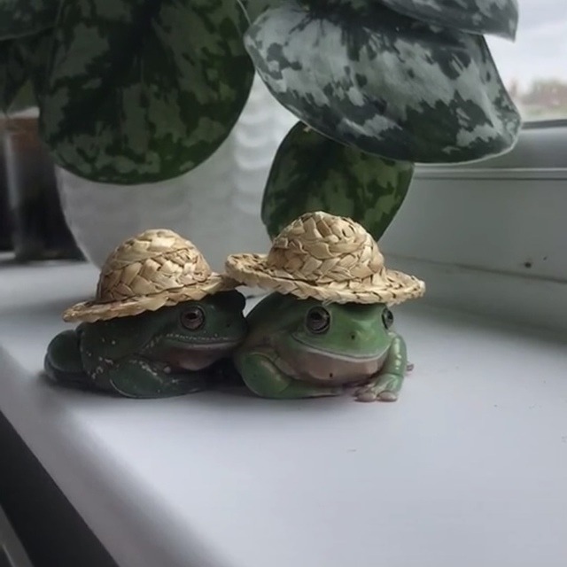 peacozy's tweet photo. Just two froggy boys in hats https://t.co/ja5324XfLo