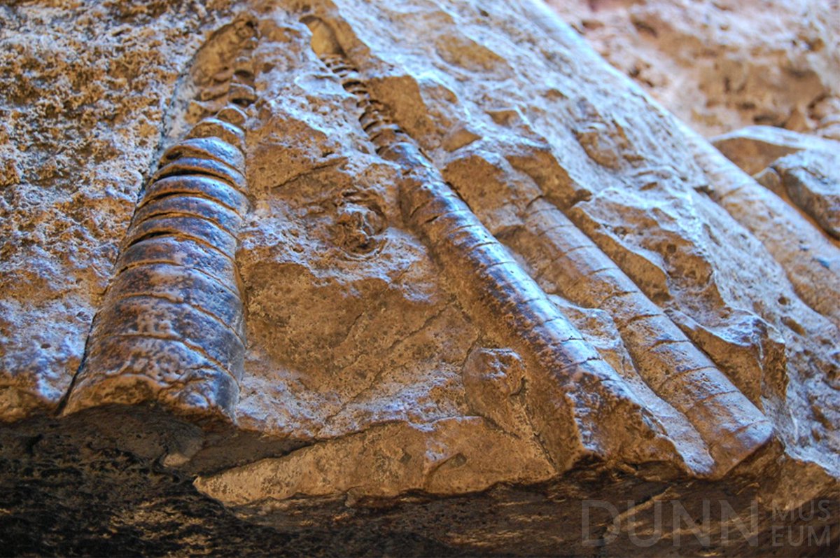 DunnMuseum's tweet photo. We’re showcasing the oldest, and heaviest, object in the collection! 😮 This fossil rock dates back to 420 million years ago, during the Silurian period, when #LakeCounty was covered by a shallow sea. https://t.co/O6mLhmRJVB. #InternationalRockDay #MuseumFromHome #VisitVirtually https://t.co/nei4tkVvDf
