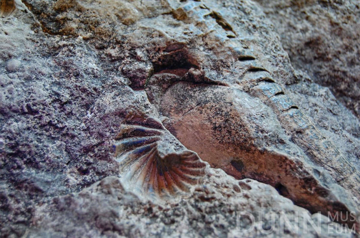 DunnMuseum's tweet photo. We’re showcasing the oldest, and heaviest, object in the collection! 😮 This fossil rock dates back to 420 million years ago, during the Silurian period, when #LakeCounty was covered by a shallow sea. https://t.co/O6mLhmRJVB. #InternationalRockDay #MuseumFromHome #VisitVirtually https://t.co/nei4tkVvDf