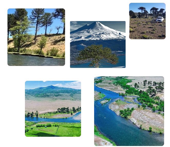 PROPIEDADESCAL2's tweet photo. Propiedades Calvary Vende parcelas de 5.000 M2 con rol propio en Lonquimay
!!Maravillese en Altos de Lonquimay!!
¿Una escapada de fin de semana?, !Vamos!. diversos atractivos turísticos para usted y familia.
Contacto +56990006424 https://t.co/1N0o5Uas5w