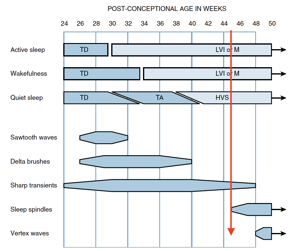 Let's now answer the bonus question: when do SS appear? Most authors point to emergence between 44-46 weeks postconceptional age. See Libenson (blue) and Hrachovy atlas (black) diagrams for reference. I love keeping these handy, you should too!