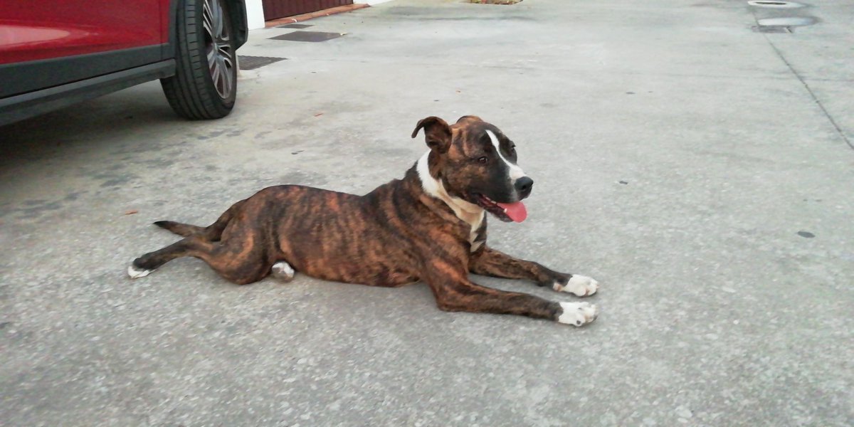 anaxerez17's tweet photo. Nos hemos encontrado con esta perrita en la rotonda 2 de la Avenida del Colesterol, se ve jovencita y es muy buena, no lleva collar, si alguien sabe de quién podría ser que contacte conmigo, se agradece difusión 🙏 https://t.co/nNswA33wev