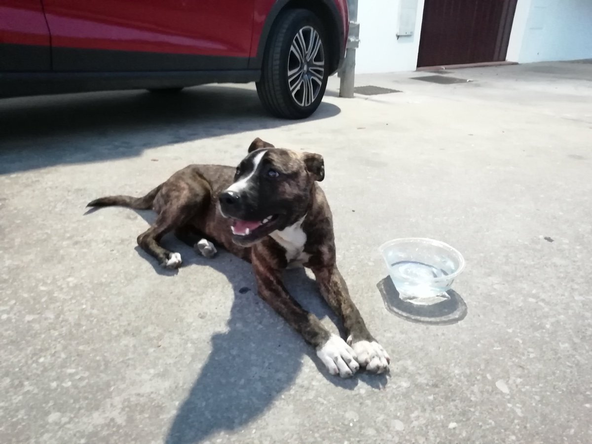 anaxerez17's tweet photo. Nos hemos encontrado con esta perrita en la rotonda 2 de la Avenida del Colesterol, se ve jovencita y es muy buena, no lleva collar, si alguien sabe de quién podría ser que contacte conmigo, se agradece difusión 🙏 https://t.co/nNswA33wev