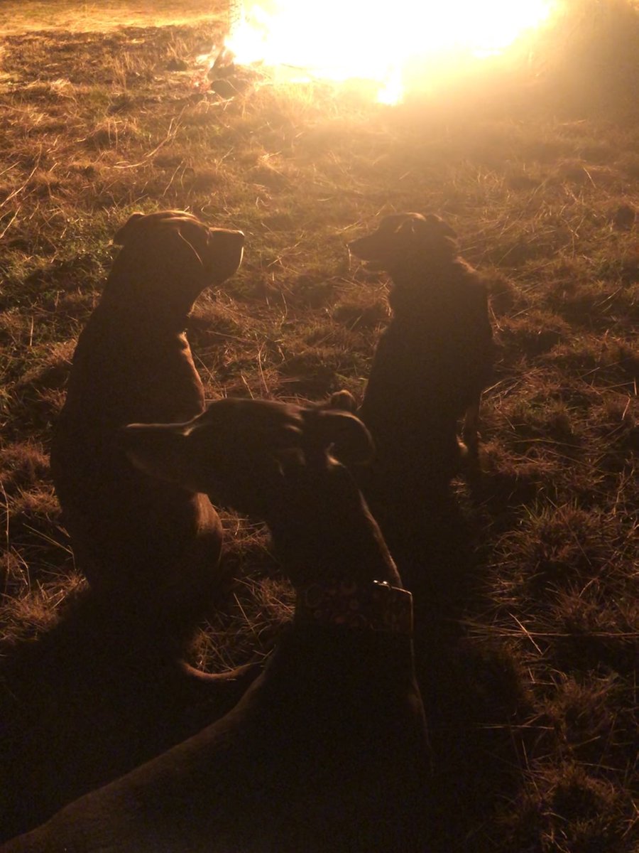 hagsie's tweet photo. The brother’s birthday #BonFire & three good dogs, who all like to be part of a pack. #TambarSprings #LiverpoolPlains #Winter #RedWineNight https://t.co/OVoX6cnejY