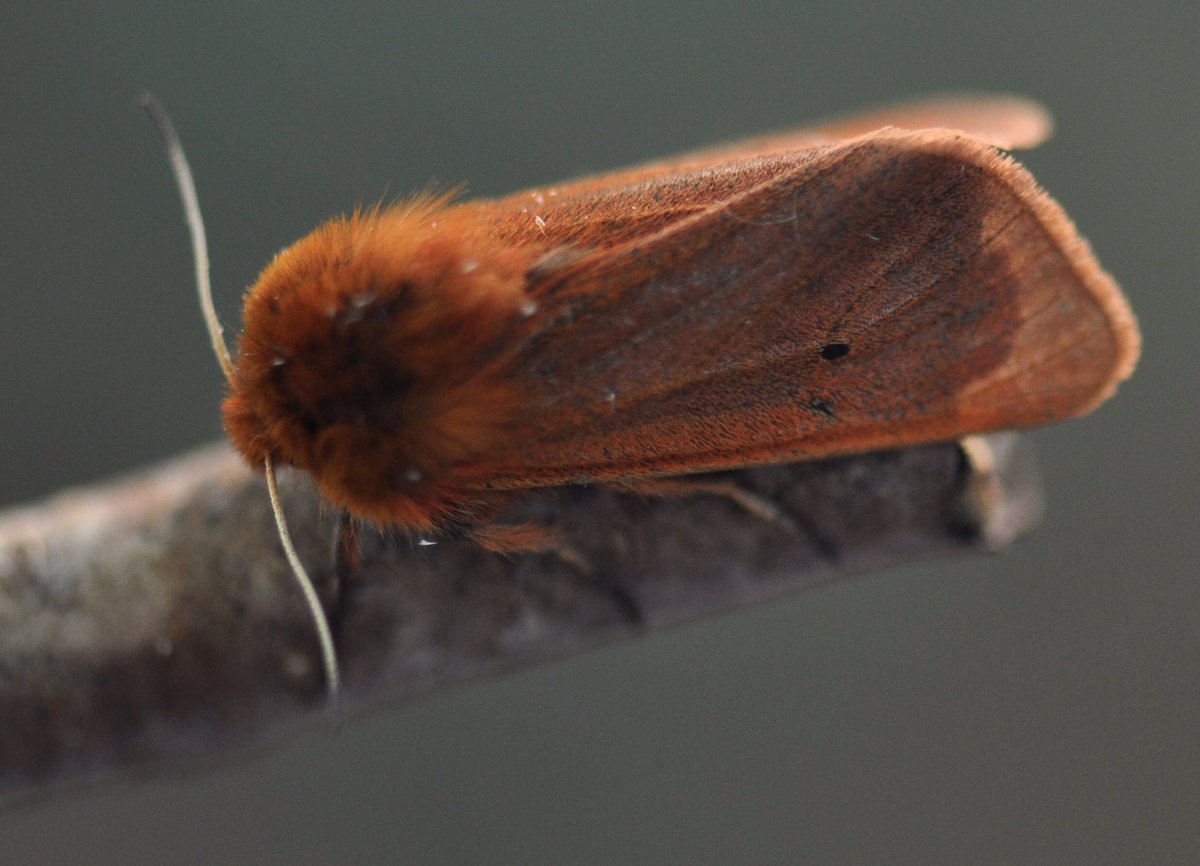JulianWardlaw's tweet photo. Moths of the jungle? #elephanthawkmoth and #rubytiger from #moth trap in #PiddleValley #Dorset last night. @DorsetWildlife @savebutterflies @BC_Dorset @Moth_Lady https://t.co/DRPZOm9YT6