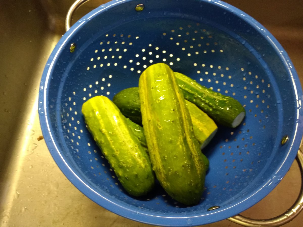 Once the cucumbers start coming they don't stop for months. I don't know about you, but I can't eat more than 1 or 2 a day. The rest we pickle. The blossom end has enzymes that will make the pickle soft, so it has to be removed.