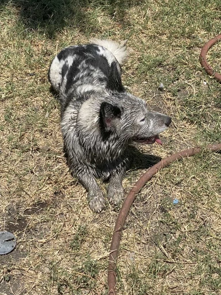 So this happened yesterday. I let him play outside with his friends and not even 10 minutes into it I find him like this. he likes mud puddles a lot. #mudbath #puddleofmud #doggyplaytime #corgination #corgilife #corgi #cardigan #cardigancorgi #cardiganwelshcorgi #bluemerle